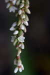 Denseflower knotweed